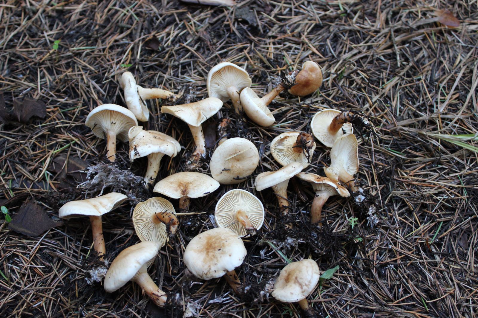 1105 25ef8