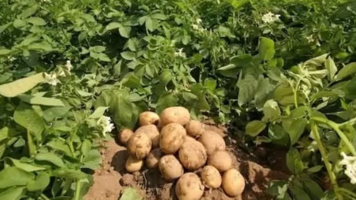 PATATES703976921 1806899590687405 8237073172610911739 n d85b7