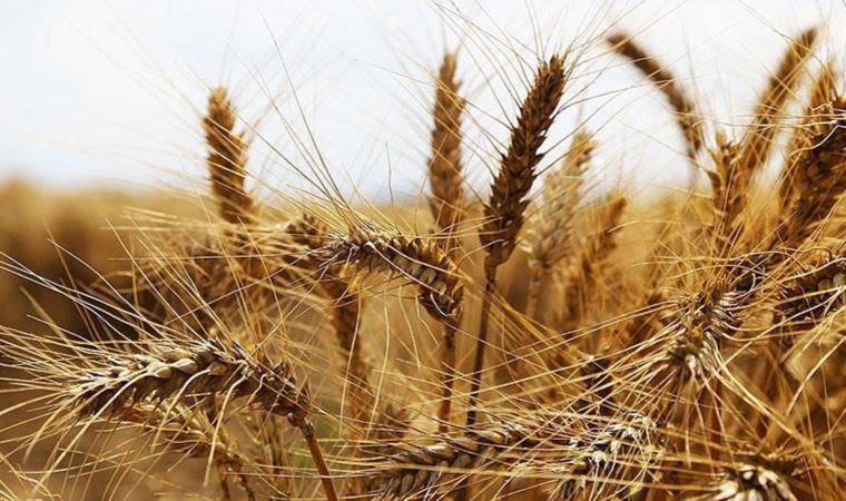 buğday krizi 3 07ff5