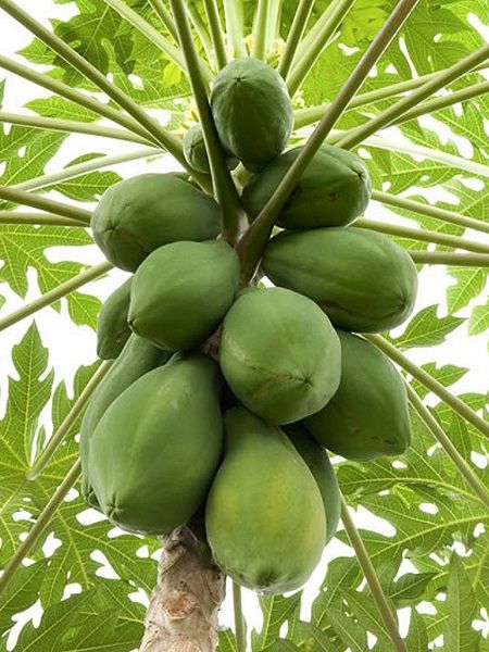 meleklerin meyvesi carica papaya 4050 cm tuplu 61027 568e0