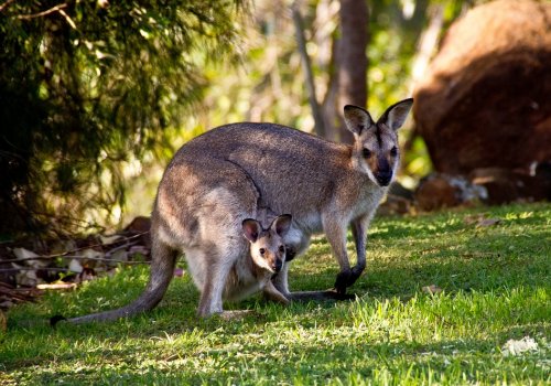 Avustralya'da 5 milyon kanguru için "vur izni"...